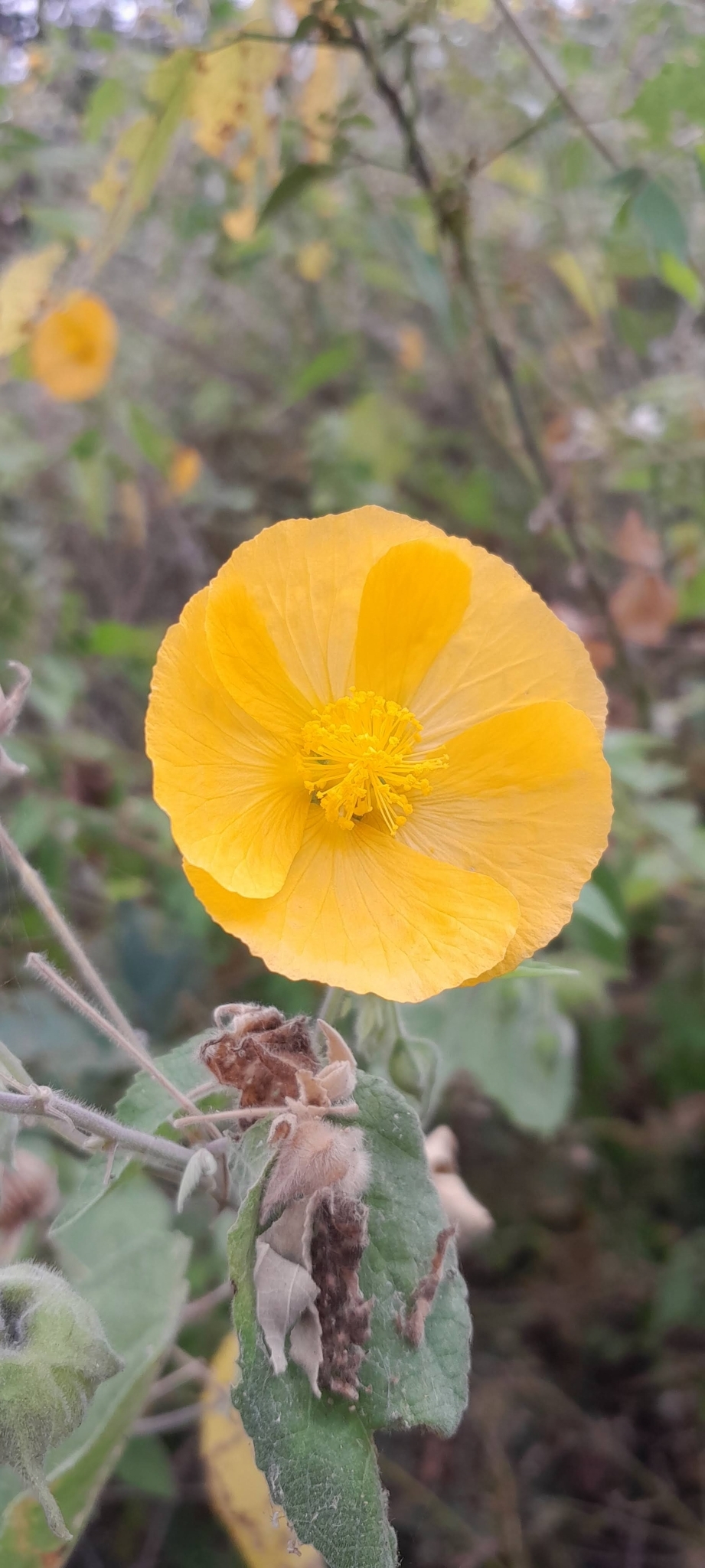 Gaya grandiflora