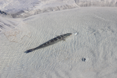 Cynoscion nebulosus