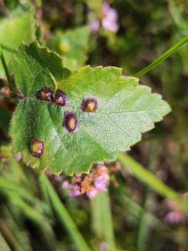 Anisostephus betulinus