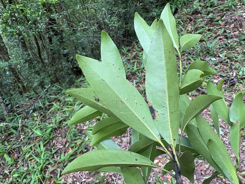 Magnolia kachirachirai, photograph 2