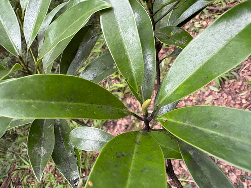 Magnolia kachirachirai, photograph 1