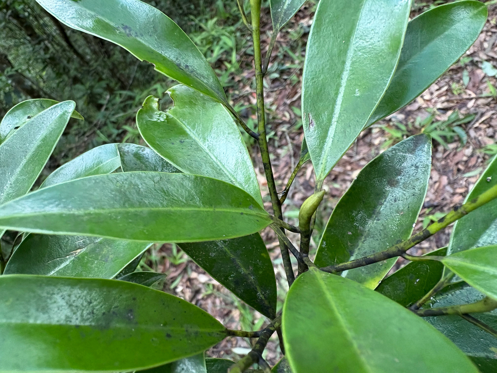 Magnolia kachirachirai; photograph (c) 黃美滿, some rights reserved (CC BY)