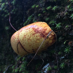 Fungi