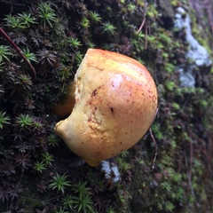 Fungi