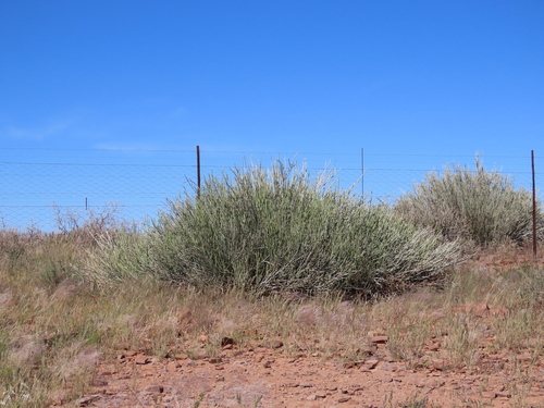Karas Milkbush