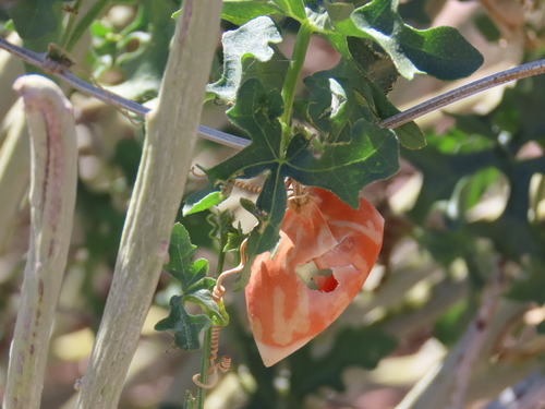 Cucumber Bushpumpkin