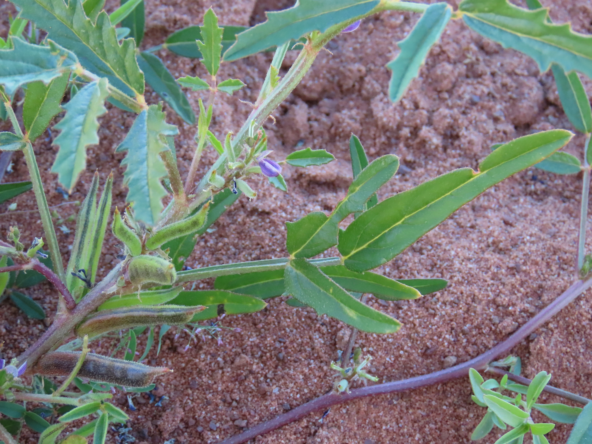 Cyamopsis serrata