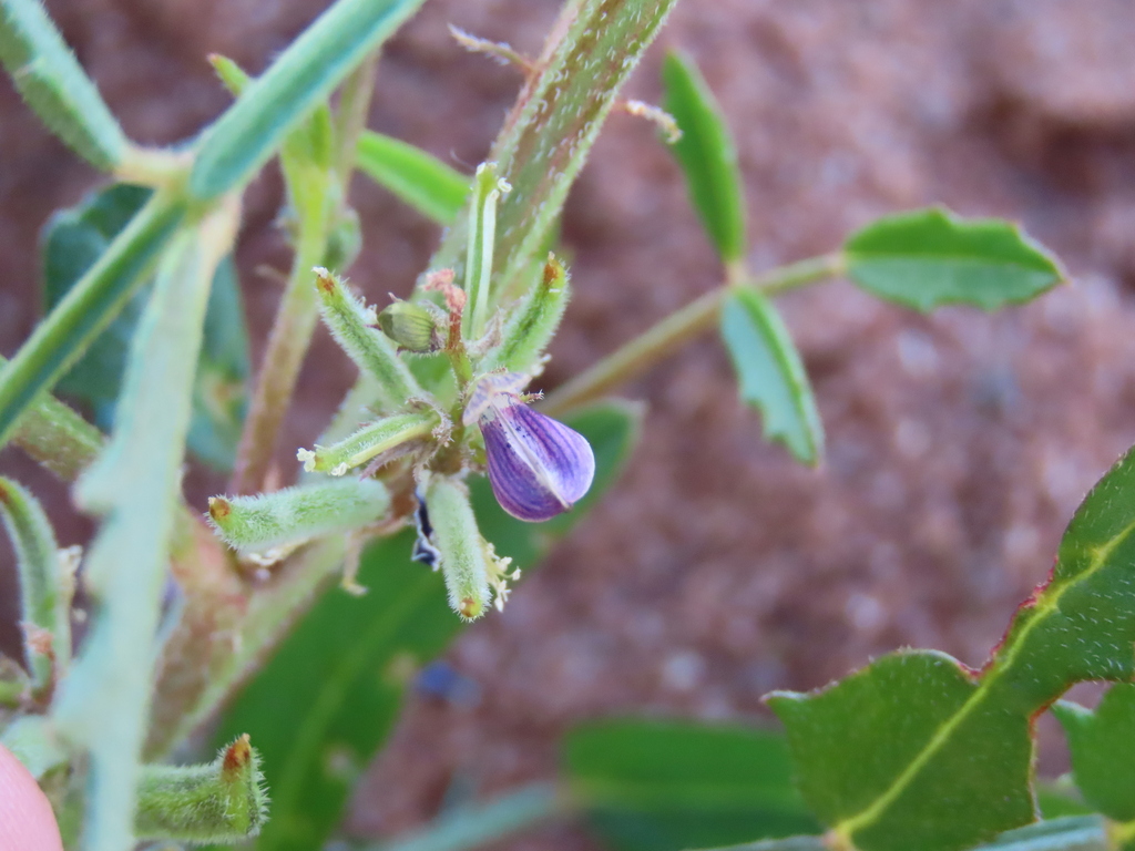Cyamopsis serrata