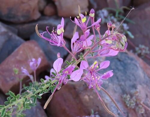 Elegant Spindlepod (Cleome elegantissima)