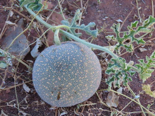 Namib Melon (Citrullus rehmii)