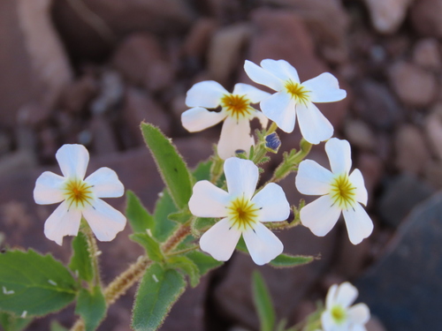 Jamesbrittenia megadenia (Jamesbrittenia megadenia)