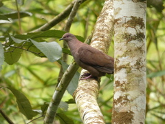 Patagioenas subvinacea