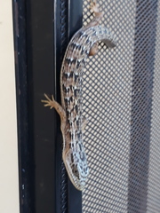 Elgaria multicarinata