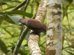 Patagioenas subvinacea