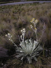 Espeletia schultzii, photograph (c) JR Ferrer-Paris, some rights reserved (CC BY)