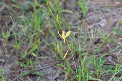 Echeandia occidentalis