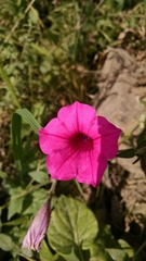 Petunia reitzii