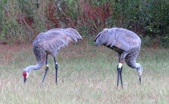 Antigone canadensis pulla