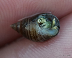 Calcinus guamensis
