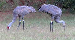 Antigone canadensis pulla