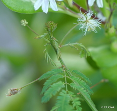 Desmanthus pernambucanus