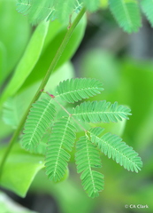 Desmanthus pernambucanus