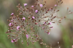 Stevia viscida