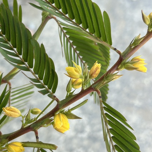 Chamaecrista leschenaultiana observed 2025-08-14