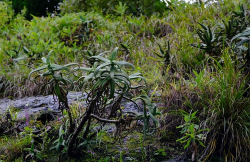 Aloe cheranganiensis