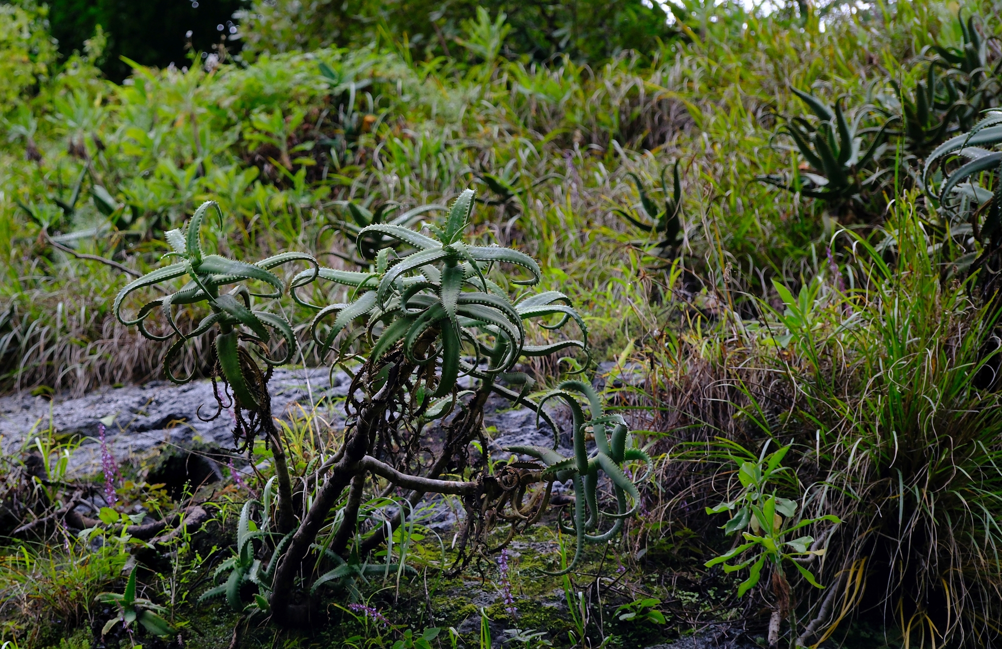 Aloe cheranganiensis