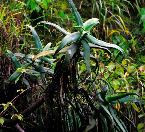 Aloe cheranganiensis