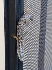 Elgaria multicarinata