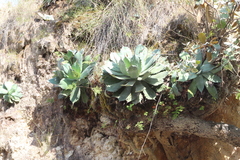Agave guadalajarana