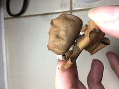 Myriostoma coliforme