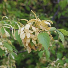 Meliaceae
