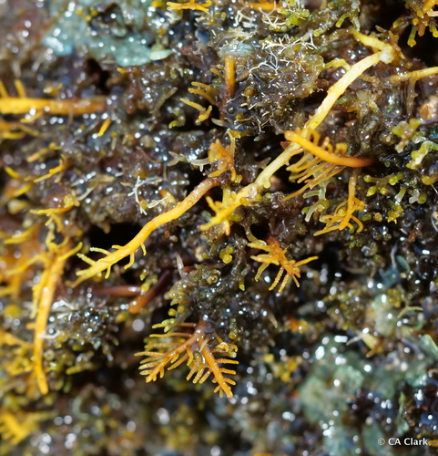 Gelidiella observed 2019-10-25