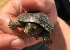 Kinosternon hirtipes murrayi