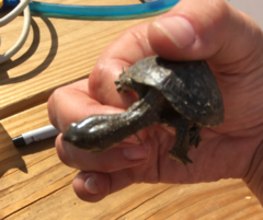 Kinosternon hirtipes murrayi