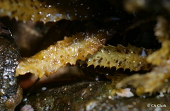Sargassum aquifolium