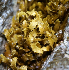 Sargassum aquifolium