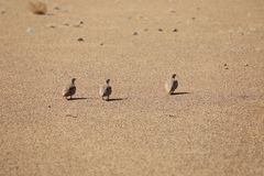 Pterocles coronatus