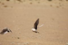 Pterocles coronatus