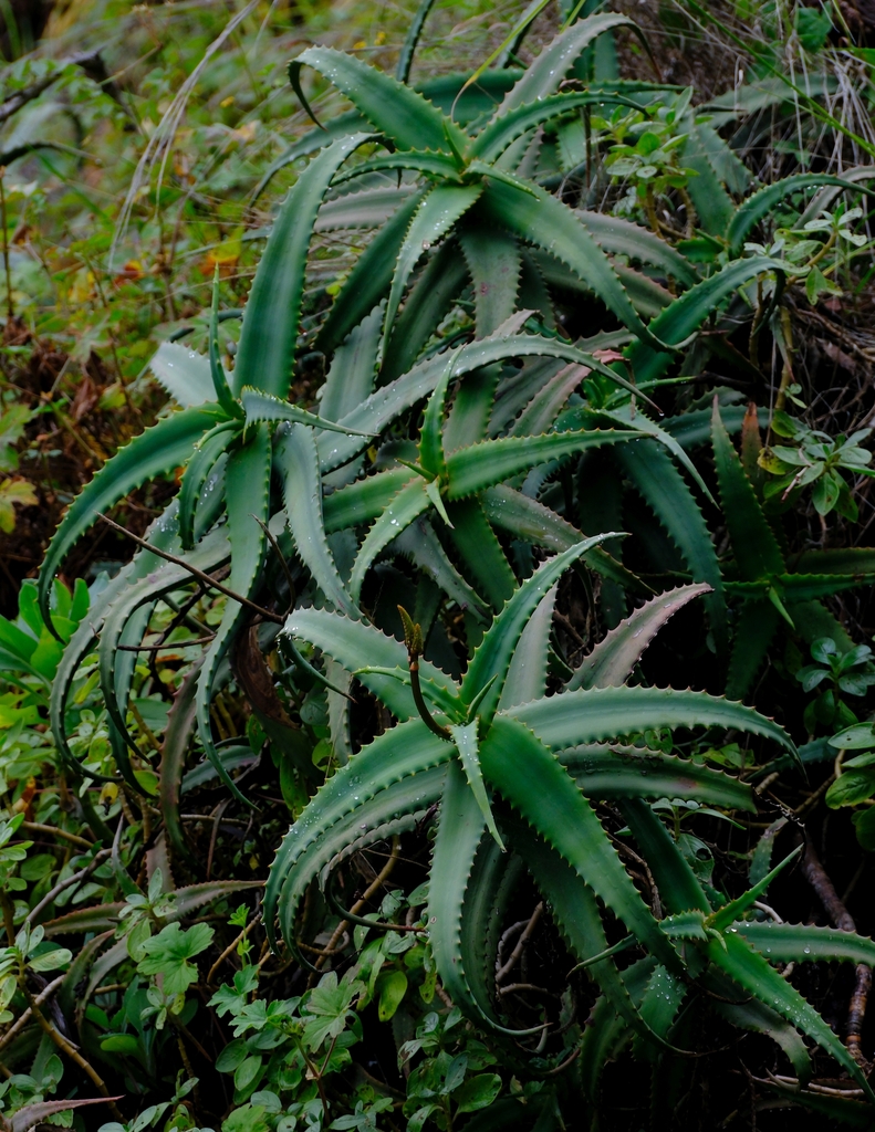 Aloe cheranganiensis