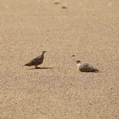 Pterocles coronatus