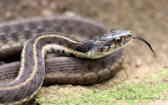 Thamnophis fulvus
