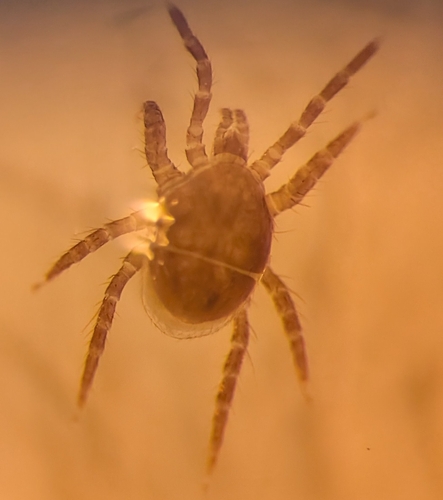 Poecilochirus necrophori