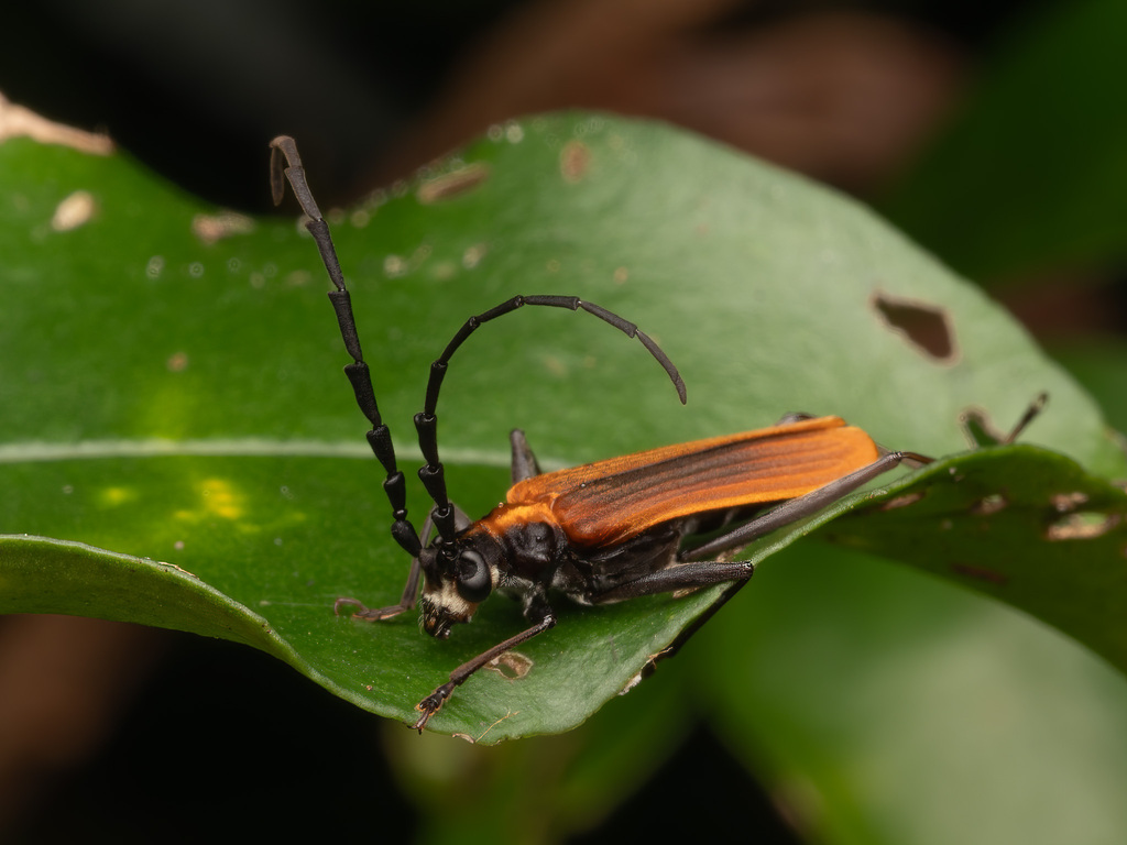 Chaodalis taylori