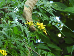 Bidens mexicana