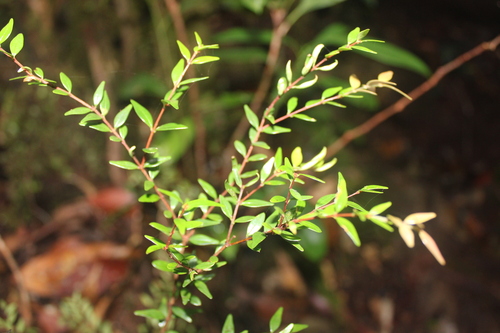 Syzygium bankense observed 2025-07-14