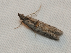 Crocydopora cinigerella